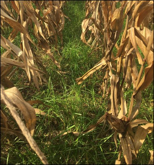 Ryegrass interseeded in standing corn