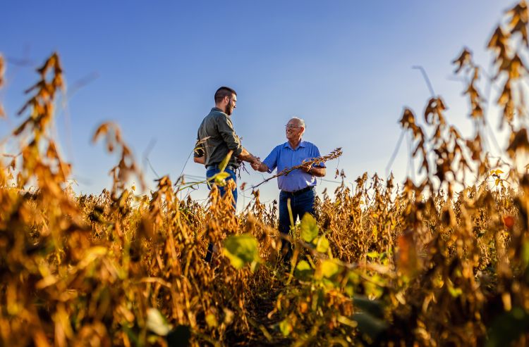 Two farmers in a soybean field.
