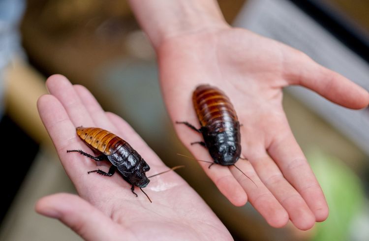 The MSU Bug House's Madagascar hissing cockroaches.