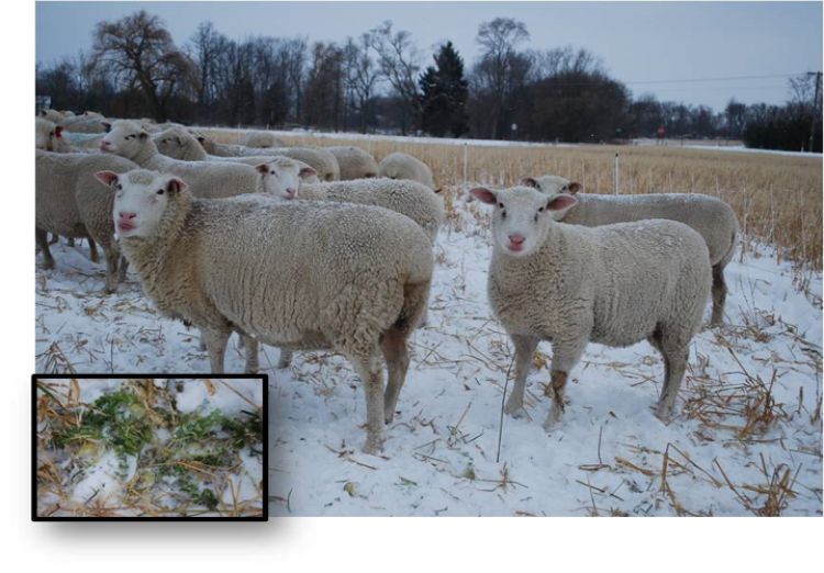 sheep grazing brassica and oats in December