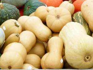 Plant Science at the dinner table: winter squash