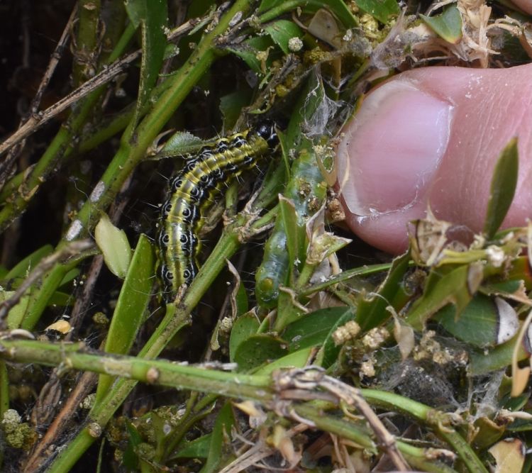 A box tree moth larvae.