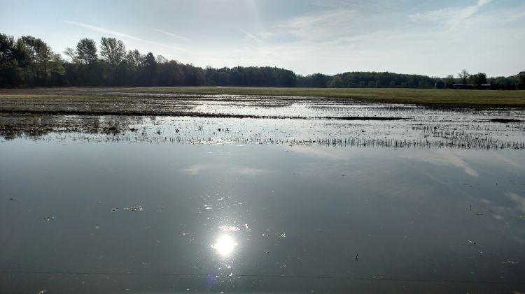 Flooded field