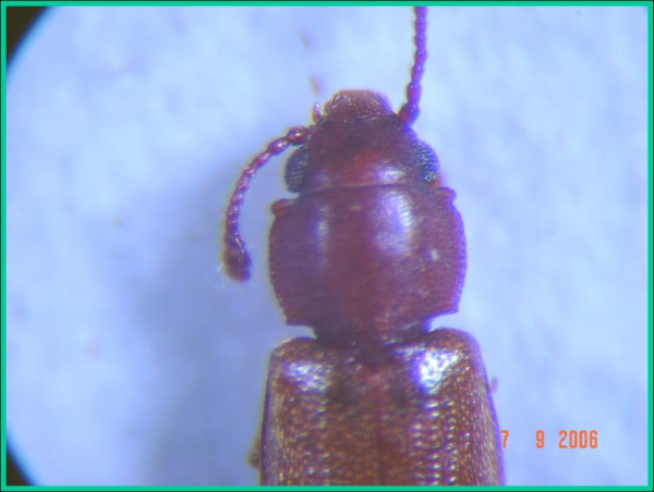 Foreign grain beetle