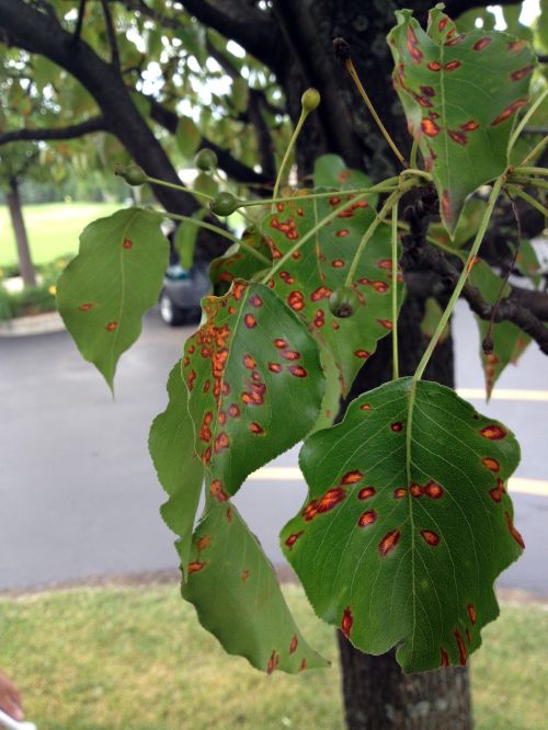 European pear rust on Bradford pear. All photos Jan Byrne, MSU