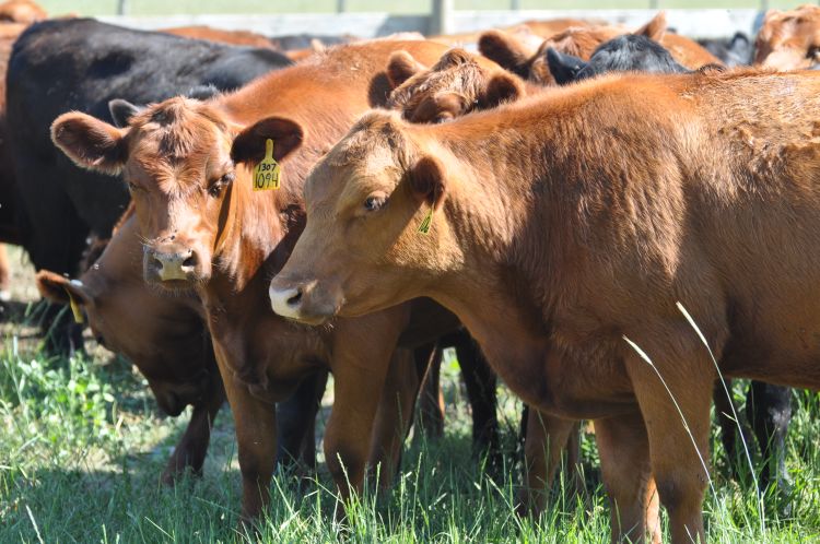 Cows in a field