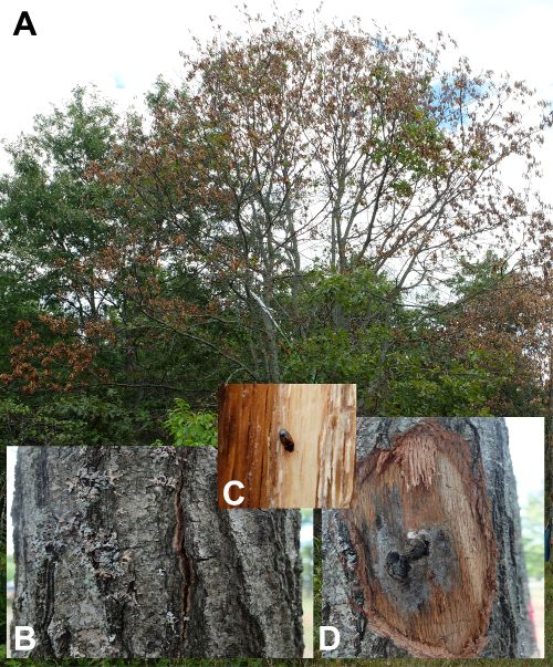 Photo 1. Oak wilt symptoms. A) Dying red oak showing foliar wilt symptoms. B) Crack in the bark indicating mycelial mat presence. C) Nitidulid beetle visiting a mycelial mat. D) Gray spore containing mycelial mat and pressure pad. Photos: Monique Sakalidis