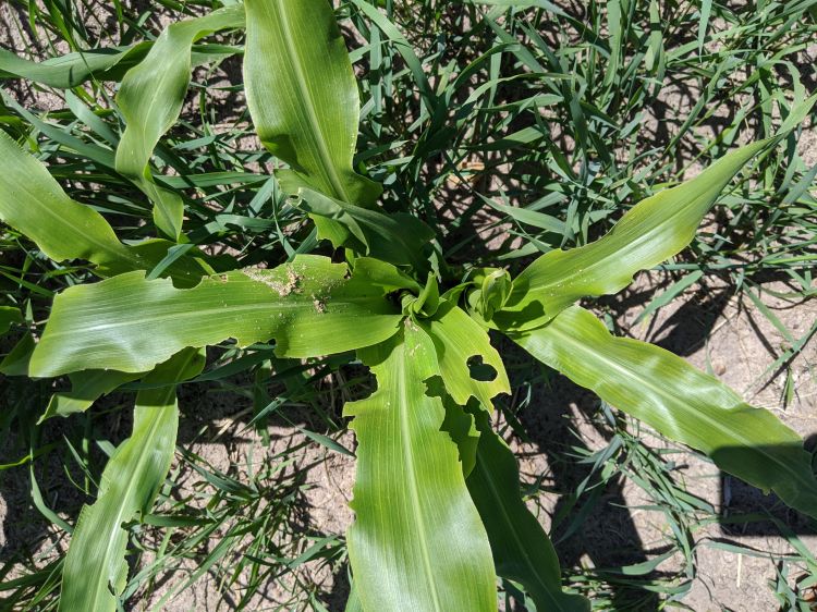 True armyworm damage