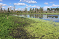 Corey Marsh Ecological Research Center