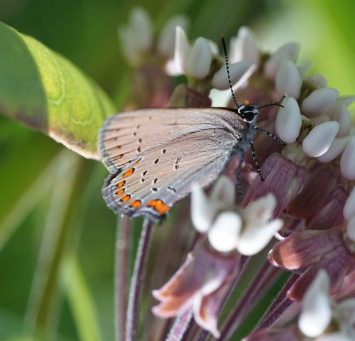 A coral hairstreak butterfly on a milkweed flower.