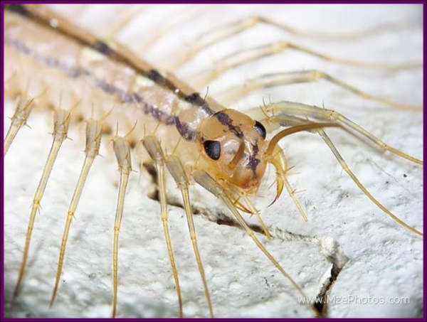 house centipede