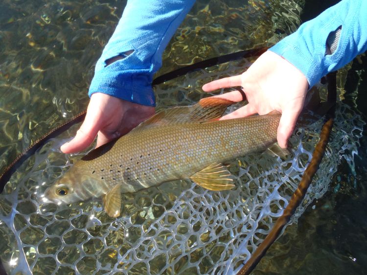 arctic grayling