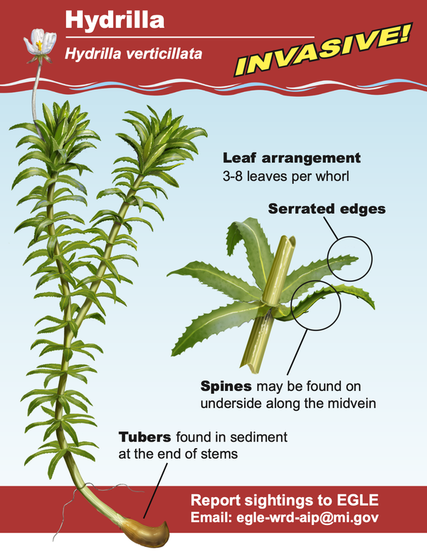Cover image shares diagram of the invasive aquatic plant, Hyrdilla. Image show aquatic plant that typically has 3-5 leaves arranged per whorl. Leaf edges also appear serrated. Spines may be found on the underside of the leaves along the midvein. Hydrilla has tubers that are found in sediment at the end of stems.