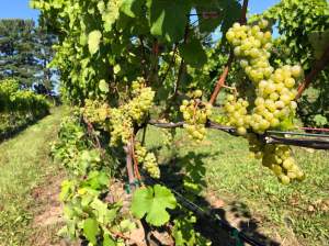MSU vineyard IPM scouting report – Sept. 25, 2019