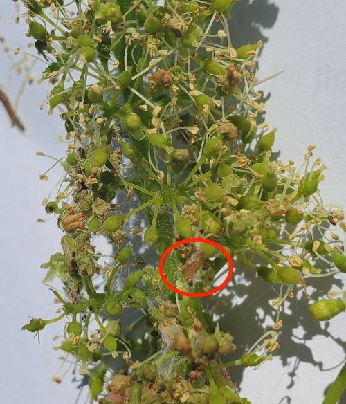 Grape berry moth damage in commercial grape planting.