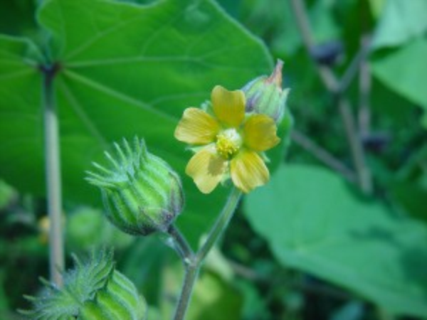 velvetleaf plant