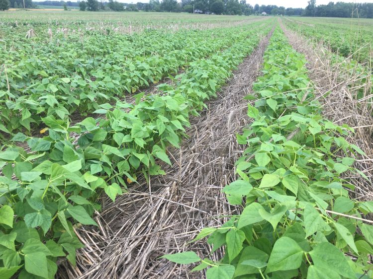 Dry beans in field