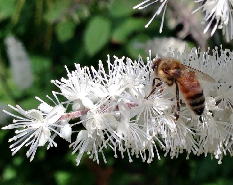 Bee on snakeroot. All photos by Rebecca Finneran, MSU Extension