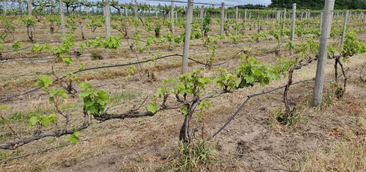 Vinifera grape vines.