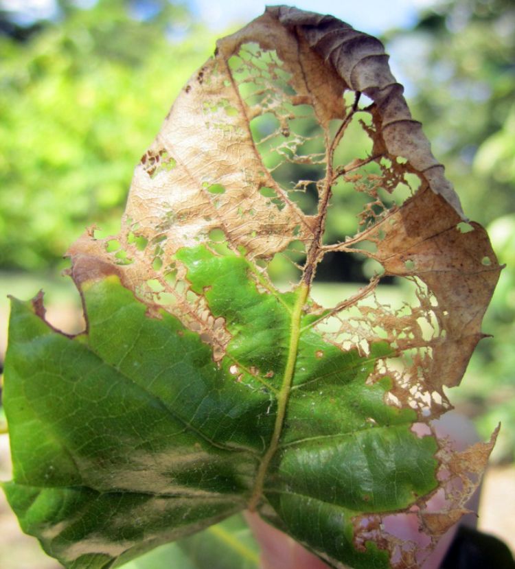 Typical adult rose chafer feeding damage. Photo credit: Erin Lizotte, MSU Extension