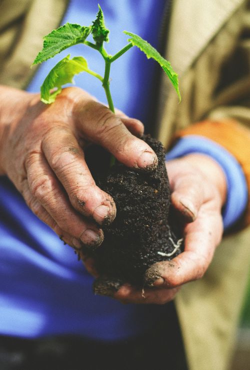 Hands holding soil and roots of a green plant.