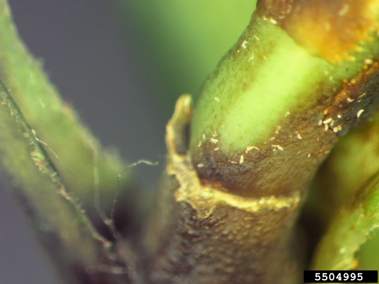 Rose rosette disease on a stem