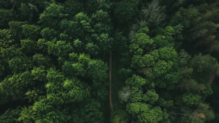 Aerial view of a green, dense forest with a dirt path running through.