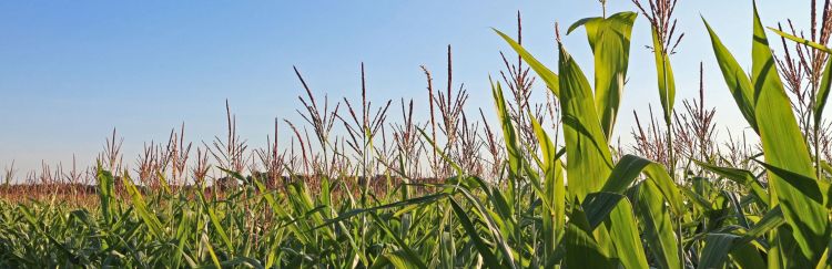 Corn field