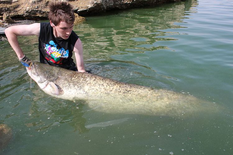 Wels catfish from Rio Ebro, Spain. Joe Pell | Wikimedia Commons