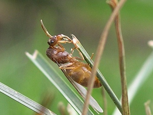 Turfgrass ant on blade of grass 