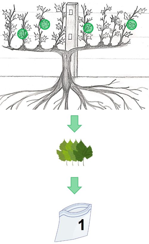 Diagram showing sample collection