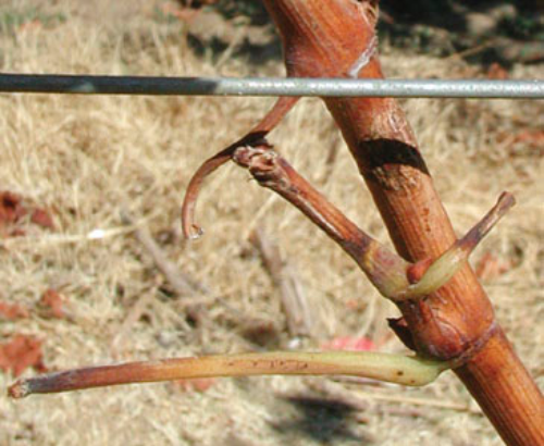 Leaves have dropped off, leaving the petiole.