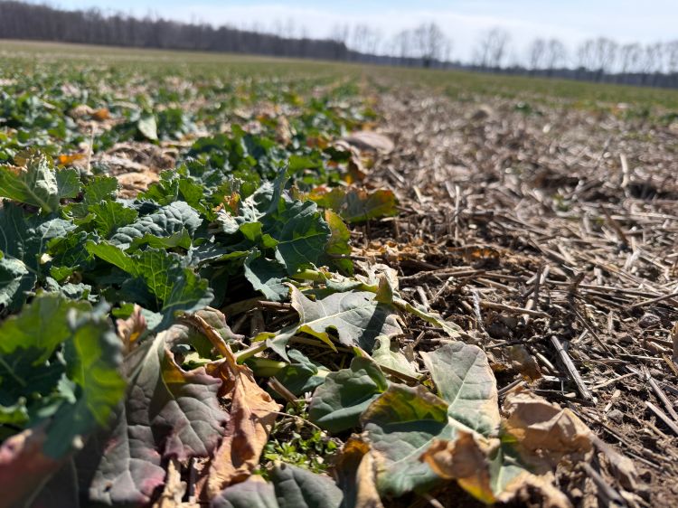 Low-angle view across a canola field with green plants growing among crop residue, showing uneven growth and some leaf discoloration, with a tree line in the distance under a clear sky.