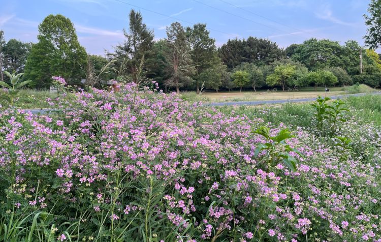 flowers on the side of the road