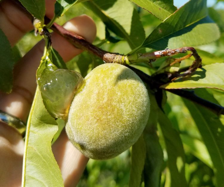 Peach shoot damage and fruit ooze from oriental fruit moth damage. Photo by Dave Jones, MSU Extension.