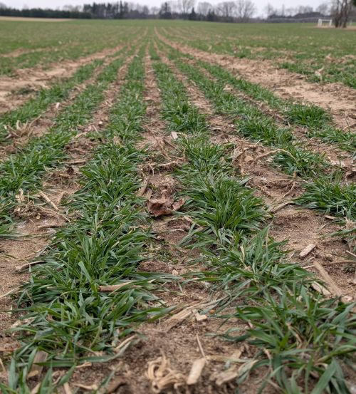 Rows of green wheat starting to emerge from the ground.