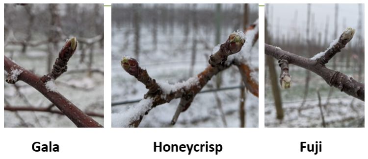 Gala, Honeycrisp and Fuji apple buds.