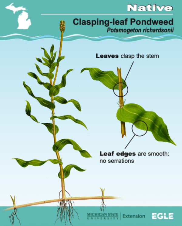 Cover image shares diagram of the native aquatic plant, Clasping-leaf Pondweed. Diagram shows leaves that clasp the stem, along with smooth leaf edges without serrations.