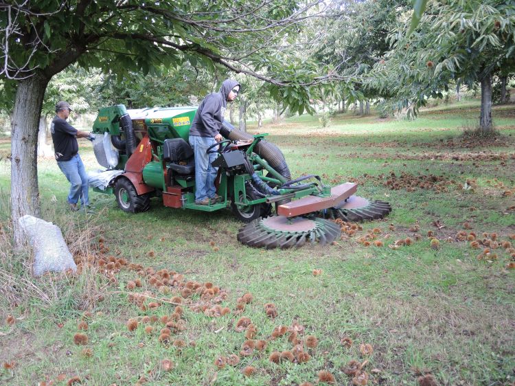 Chestnut Orchard Solutions harvests chestnuts at a northern Michigan farm, October 2016. Photo: Erin Lizotte, MSU Extension.