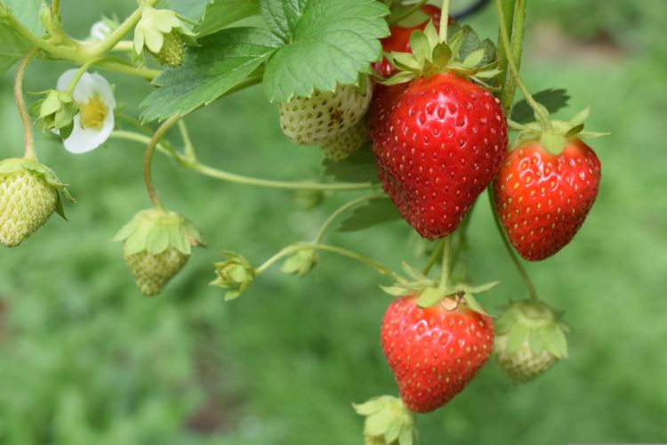 Strawberries hanging from a strawberry bush.