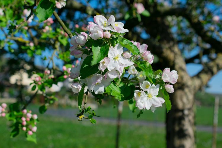 Apple blossoms