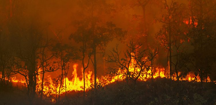 flames in a forest