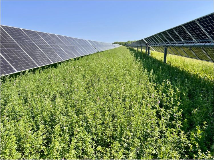 solar panels with green alfalfa crop beneath them
