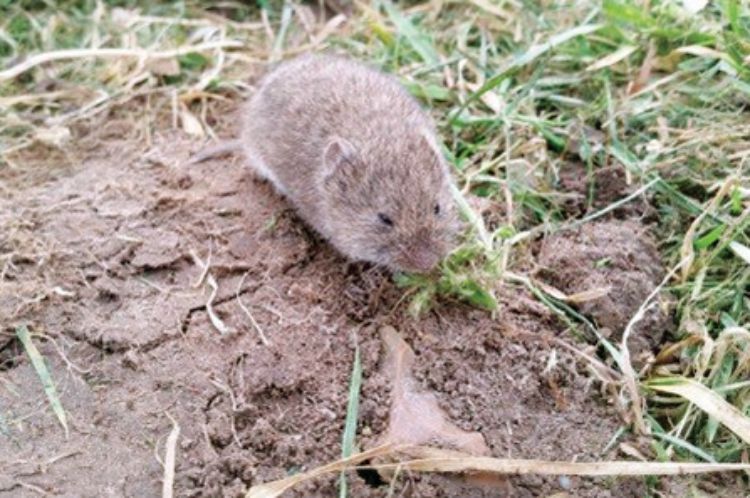 Common vole