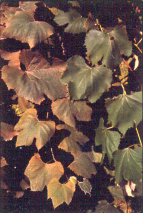  Bronzing on the upper side of the leaf is a symptom of mites feeding below. 