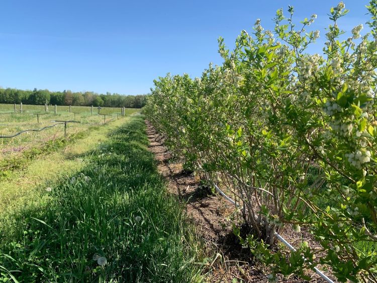 A blueberry field.