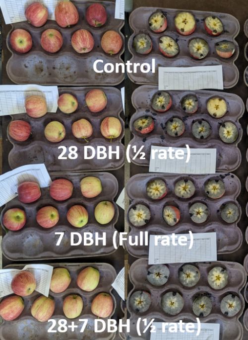 Mixed maturity indicated by iodine staining variability in Gale Gala.