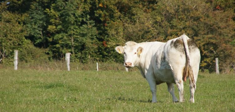 Cow standing in pasture