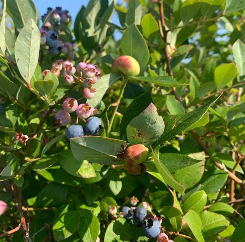 Red and yellow colored gall wasp galls on a blueberry bush.