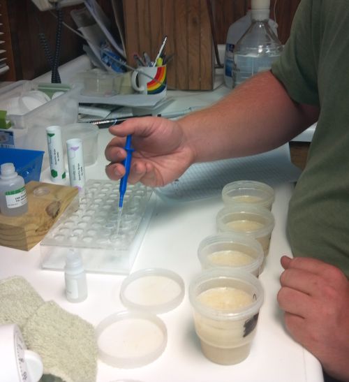 Testing wheat for DON.